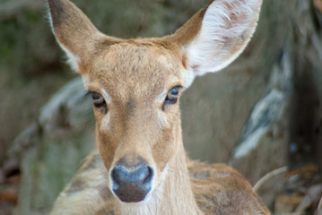 Portrait photo of female deer staring right to the camera