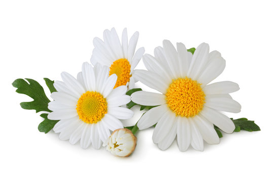 Lovely Daisies (Marguerite) isolated, including clipping path without shade.