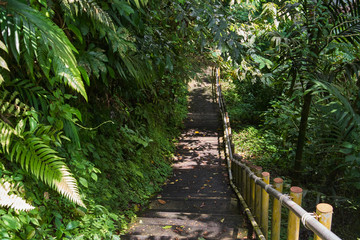 Descent into the jungle forest