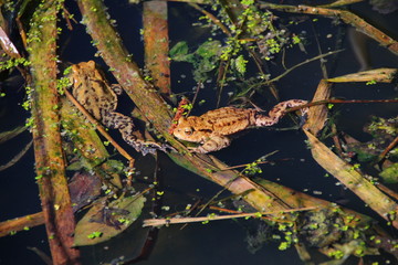 Erdkröten im Teich