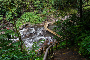 River in the jungle forest