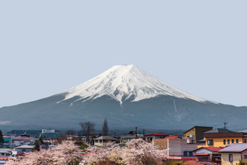 Mt. Fuji with Cherry blossoms tree foreground during Hanami festival
