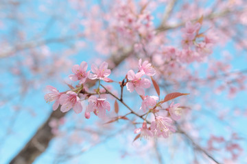 Close up of Cherry blossom flower during Hanami festival