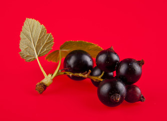 black currant on a red background