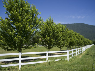 Wooden fence in field, East Kootenay, British Columbia, Canada