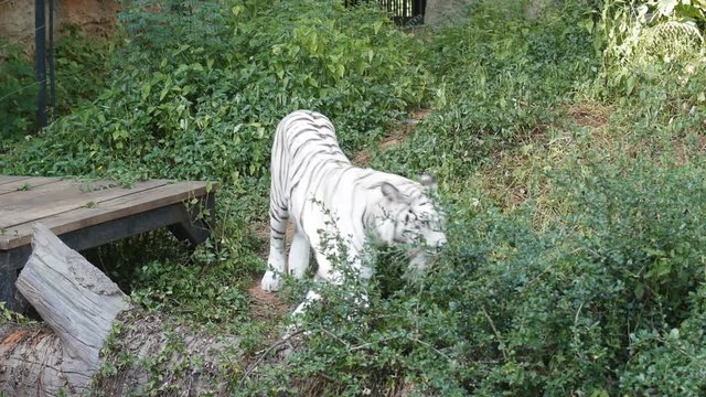 slow motion of a white bengal tiger prowling along inside the jungle