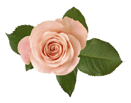 Beautiful pink Rose with green leaves (Rosaceae) isolated on white background. 