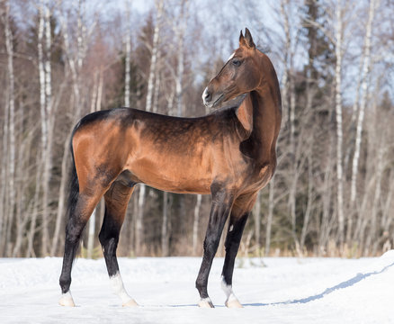 stallion