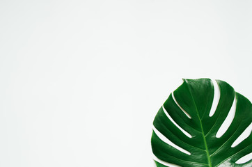 Naklejka na ściany i meble Green monstera tropical leaf on white background.