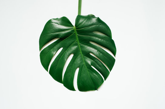 Green monstera tropical leaf on white background.