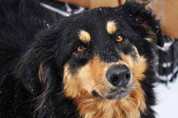 a dog muzzle. close-up