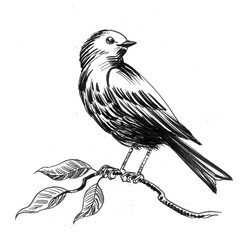 Bird on a tree branch. Ink black and white illustration