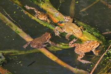 Erdkröten im Teich