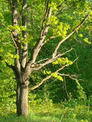 Old oak tree in the sunlit forest