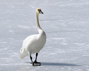 Wild Trumpeter Swan with its distinctive black beak walks across frozen snow covered pond 
