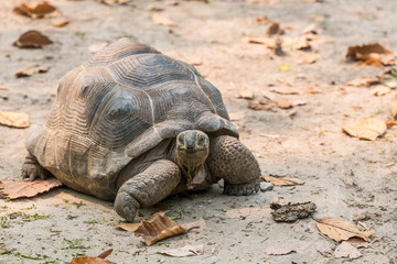 The Aldabra Giant Tortoise is a giant species of Tortoise native to the Aldabra Islands in the...