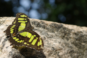 Black butterfly with green markings on a stone