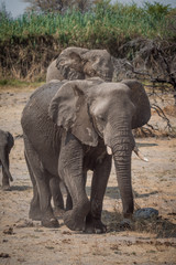 Fototapeta na wymiar Elephant of Etosha, Namibia