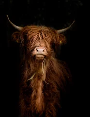 Deurstickers Bestsellers Dieren Schotse hooglanders (Bos taurus) in portret voor donkere achtergrond