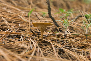 Mizcalo Mushrooms in forest, hongo en el bosque