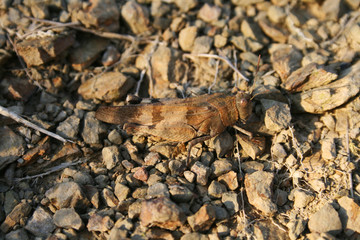 criquet brun sur des cailloux