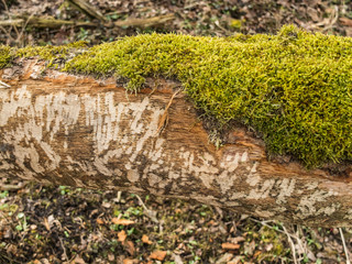 Detail of Beaver  Castor fiber Tooth Marks on Tree Trunk