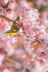 Japanese White-Eye Bird on Cherry Blossom Tree