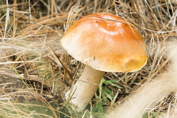 Mizcalo Mushrooms in forest, hongo en el bosque