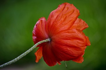 Orange big wild poppy flower seen from behind. Beautiful spring poppy flower petals close-up in May 