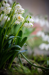 Cluster of bright white galanthus snowdrop flowers blooming in spring