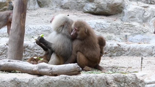Baboons playing and fighting with each other