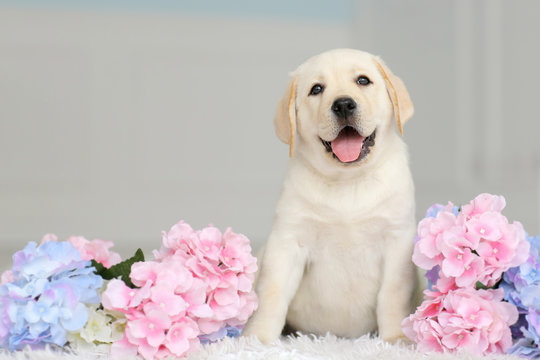 Labrador puppy with flowers