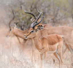 Herde männliche Impalas in weichem Licht