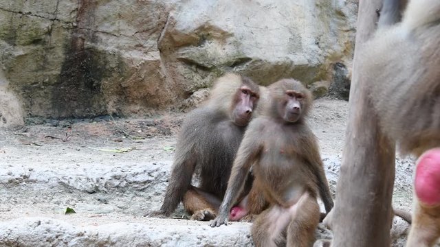 Baboons playing and fighting with each other