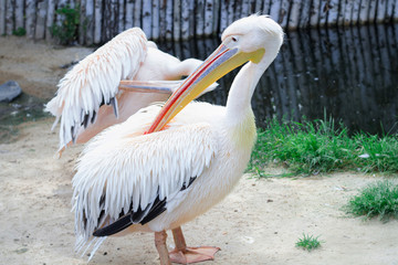 Fototapeta na wymiar White pelican cleans up feather with big yellow peak neb