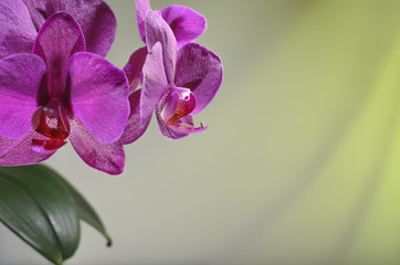 Орхидея  на зеленом фоне