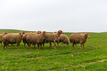Herd of sheep on a green hill