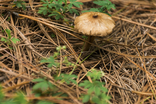 Lycoperdon pyriforme o cuesco de lobo Mushrooms in forest, hongo en el bosque