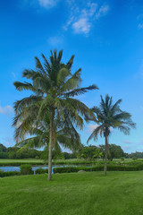 Tropical palm trees in summer against a background of green lawn and blue clear sky