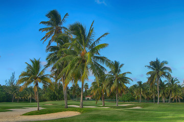 Fototapeta na wymiar Tropical palm trees in summer against a background of green lawn and blue clear sky