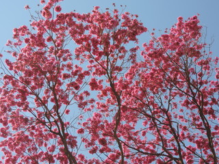 Pink ipe flowers