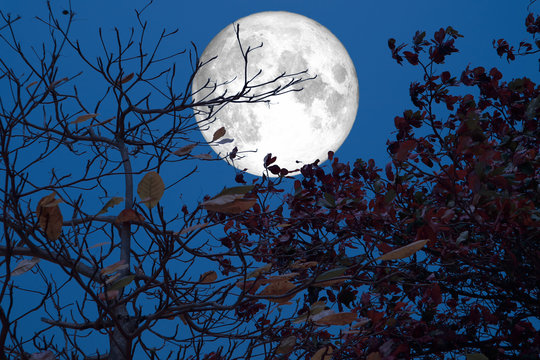 full moon fall leaves tree in hotest on summer