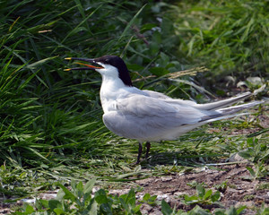 Sandwich Tern