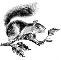 Ink black and white drawing of a squirrel on a tree © berdsigns