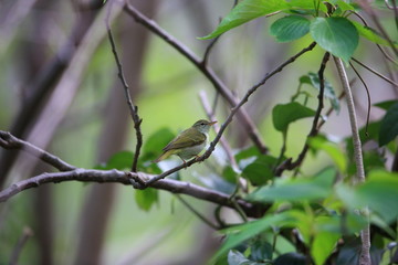 Ijima's leaf warbler (Phylloscopus ijimae) in Miyake Island, Japan
