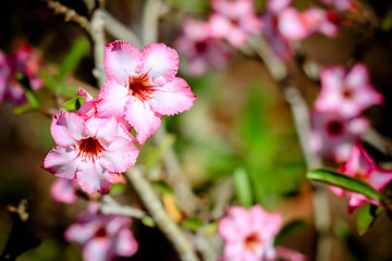 Azalea flowers