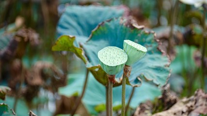 Lotus, Lotusblüte, Lotusknospe, Lotusblätter, Blütenstempel