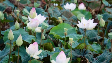 Lotus, Lotusblüte, Lotusknospe, Lotusblätter, Blütenstempel