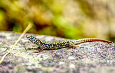 Lézard au soleil