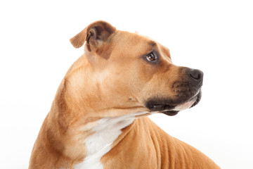 Obraz premium beautiful profile american staffordshire dog isoalted